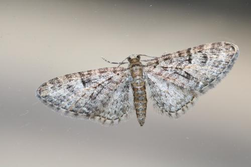 Réf. 252 201 : Eupithecia dodoneata